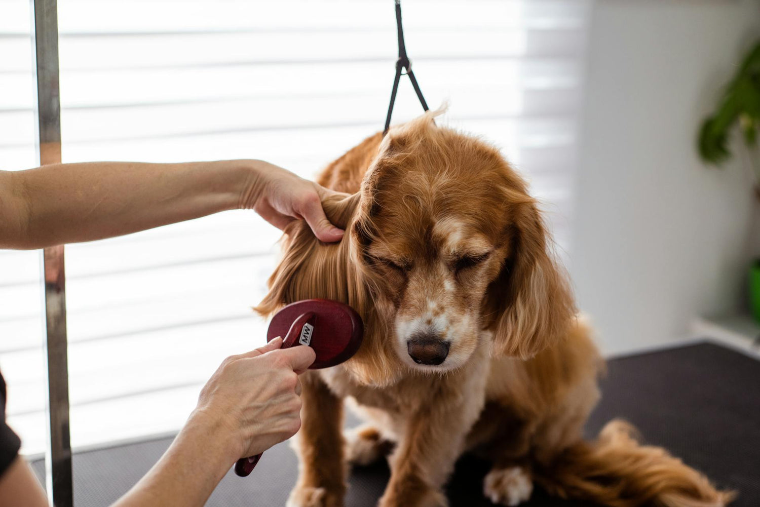 Pet Grooming Tools & Care