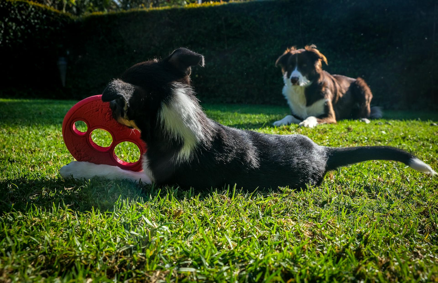 Pet Toys