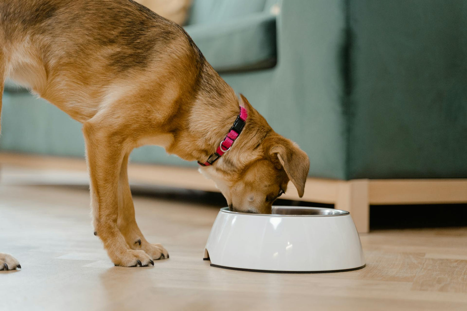 Pet Drinking & Feeding Essentials