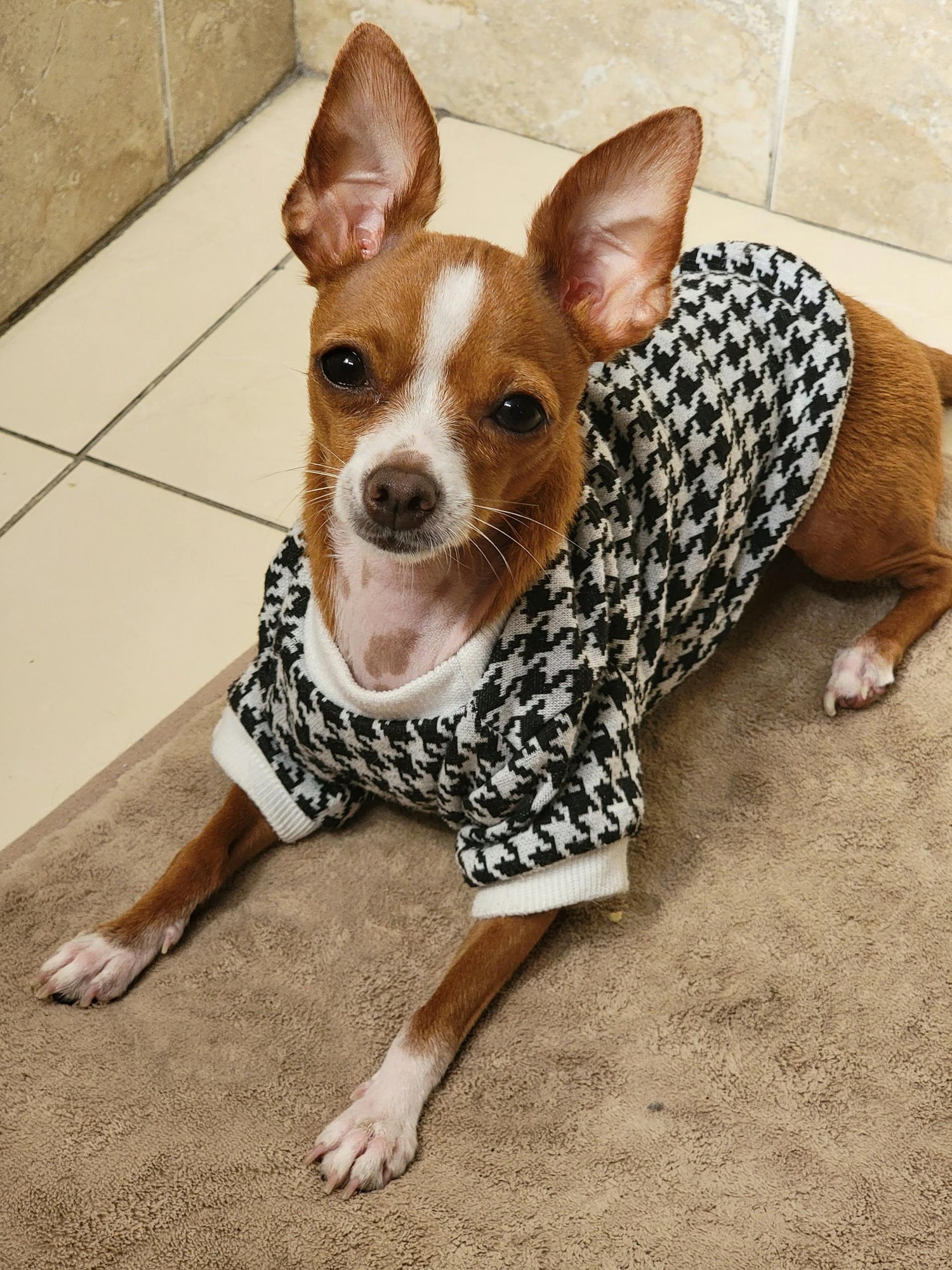 Pet Clothing Sets